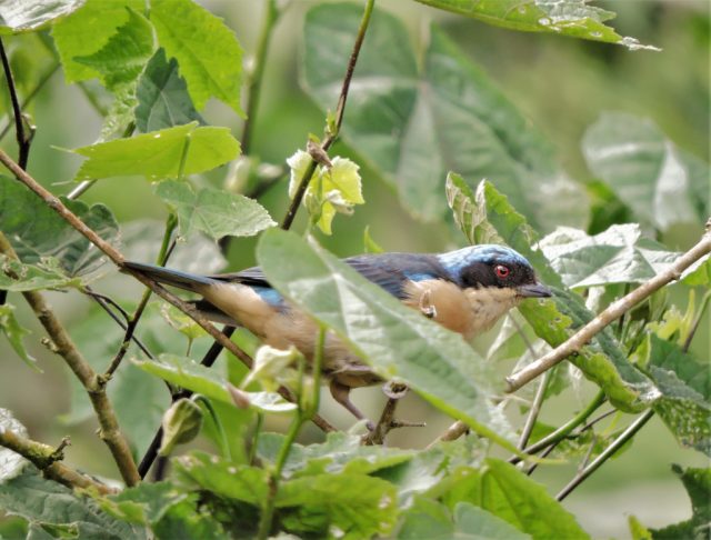 Pipraeidea melanonota.