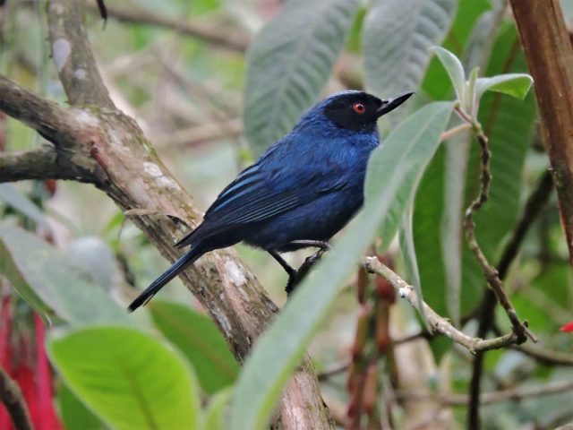 Diglossa cyanea · Pinchaflor enmascarado
