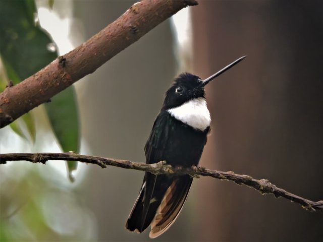 Coeligena torquata · Inca collarejo