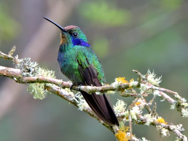 Colibrí Coruscans · Colibrí rutilante