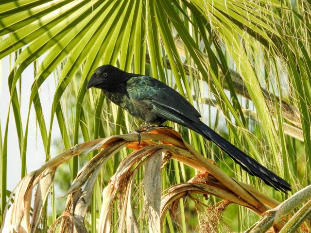 Garrapatero mayor (Crotophaga major)