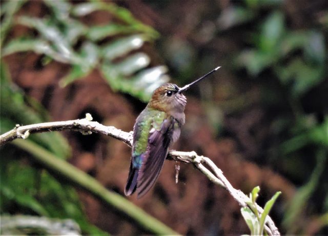 Colibrí en rama