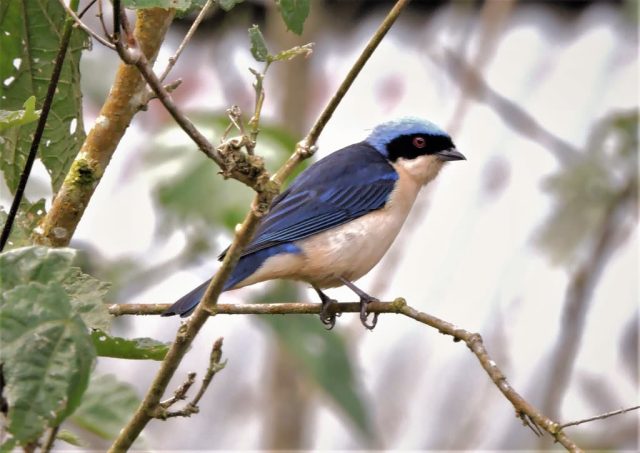 Pipraeidea melanonota · Tángara de antifaz