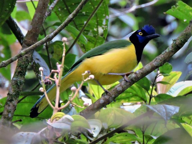 Cyanocorax incas · Chiriquí de montaña