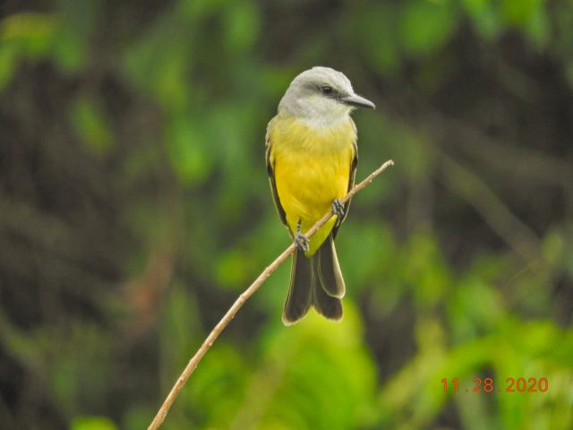 tirano melancólico (Tyrannus melancholicus)