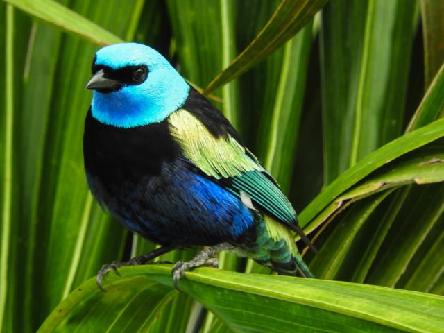 tangara cabeciazul (Stilpnia cyanicollis)