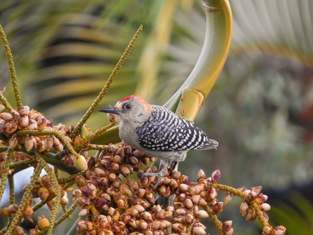 carpintero coronirrojo o habado (Melanerpes rubricapillus)